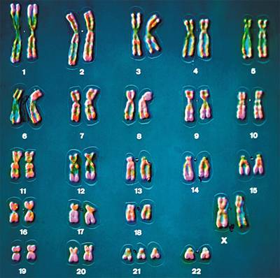 Людські хромосоми